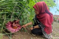 1762147778016-bunga-bangka-di-ciamis-1762072700486_169