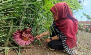 1762147778016-bunga-bangka-di-ciamis-1762072700486_169