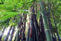 1762406812258-ilustrasi-bambu_169