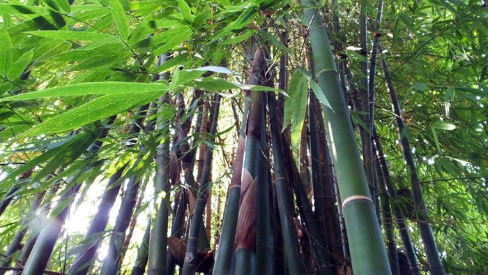 1762406812258-ilustrasi-bambu_169