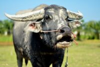 1762470993592-kerbau-1762241077442_169