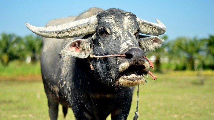 1762470993592-kerbau-1762241077442_169