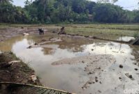 1762493529257-petani-dan-warga-sedang-memperbaiki-tanggul-irigasi-yang-jebol-akibat-luapan-air-banjir-sempat-merendam-13-hektare-sawah-1762485416887_169