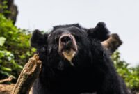 1762536278962-jepang-menjajakan-daging-beruang-untuk-khalayak-umum-melalui-mesin-penjual-otomatis_169