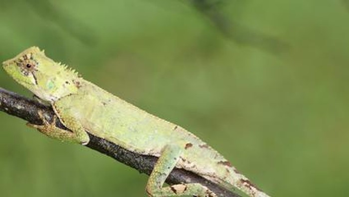 1762752690470-spesies-kadal-baru-yang-dinamai-acanthosaura-grismeri-1762343290726_169