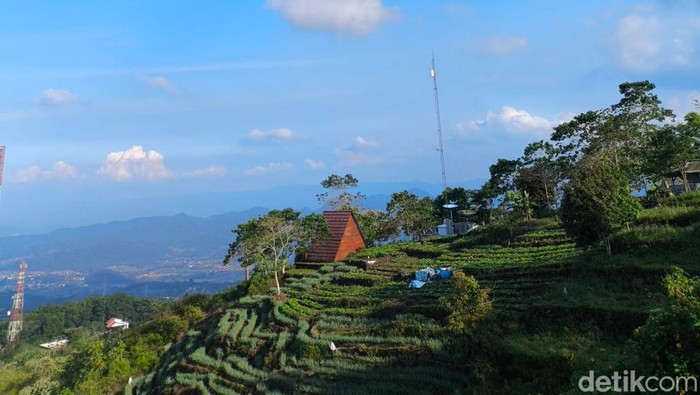 1763054900425-sawah-di-kabupaten-kuningan-1763029452131_169