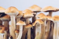1763075792825-magic-mushroom_169