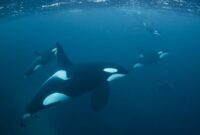 1763141120749-orca_169