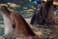 1763248649906-ilustrasi-lumba-lumba_169