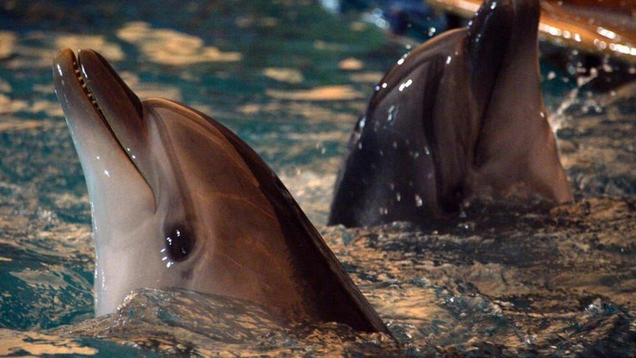 1763248649906-ilustrasi-lumba-lumba_169