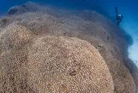 1763292441844-terumbu-karang-sebesar-dua-lapangan-basket_169