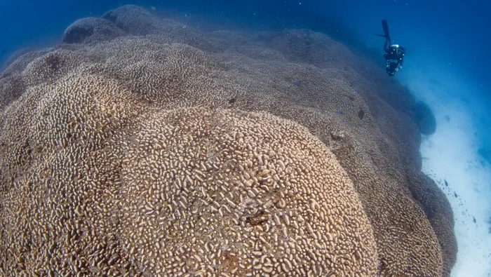 1763292441844-terumbu-karang-sebesar-dua-lapangan-basket_169