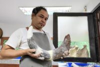 1763292494507-proses-preparasi-fosil-gajah-purba-stegodon-trigonocephalus-di-museum-geologi-bandung-1763262517340_169