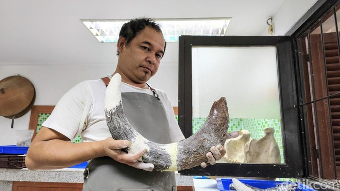 1763292494507-proses-preparasi-fosil-gajah-purba-stegodon-trigonocephalus-di-museum-geologi-bandung-1763262517340_169