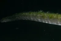 1763313708714-ular-purba-di-pulau-komodo-1761876006947_169