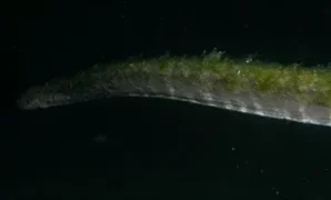 1763313708714-ular-purba-di-pulau-komodo-1761876006947_169