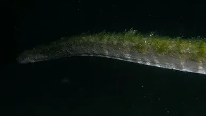 1763313708714-ular-purba-di-pulau-komodo-1761876006947_169