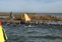 1763313765367-turis-jerman-terdampar-di-danau-ijsselmeer-belanda-1762413641176_169