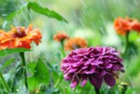 1763335337717-ilustrasi-tanaman-bunga-saat-hujan-1756187551342_169