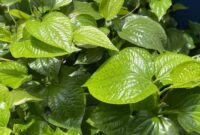 1763357312823-ilustrasi-daun-sirih_169