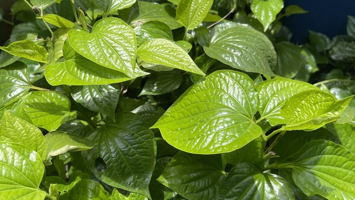 1763357312823-ilustrasi-daun-sirih_169