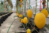1763379412902-suasana-greenhouse-melon-premium-dan-pusat-jajan-serba-ada-desa-kasturi-1763285891422_169