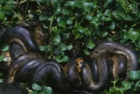 1763379424387-anaconda-hijau-utara-1743038416115_169