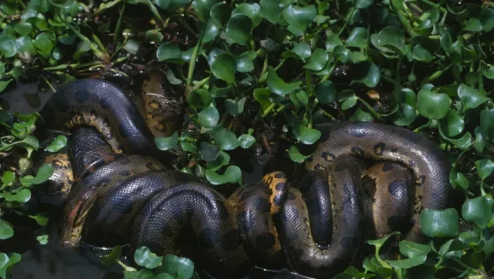 1763379424387-anaconda-hijau-utara-1743038416115_169