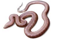 1763571909296-spesies-ular-baru-1763458724087_169