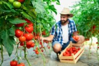 1763679876048-cara-menanam-tomat-sendiri-di-rumah-agar-tumbuh-subur-dan-cepat-panen-1762336735841_169