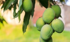 1764025476888-ilustrasi-pohon-mangga_169