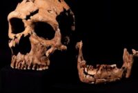 1764068727004-manusia-purba-neanderthal-1_169