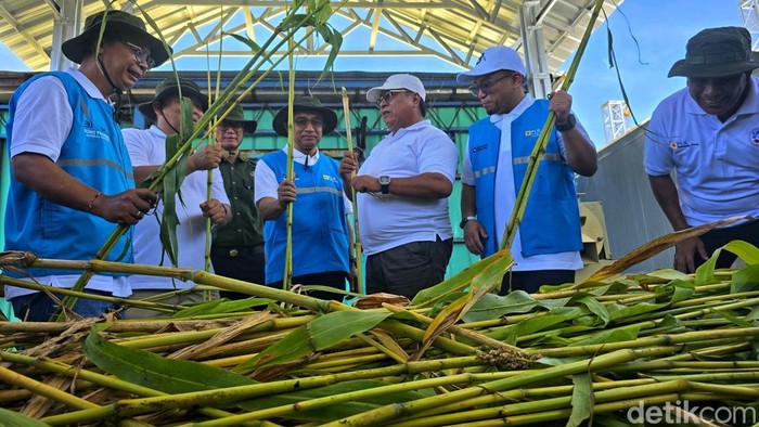 1764090328983-dirut-pln-ip-bernadus-sudarmanta-saat-melakukan-penanaman-sorgum-di-palabuhanratu-1764059180739_169