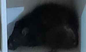 1764155128851-tikus-besar-masuk-rumah-di-bogor-hingga-damkar-turun-tangan-mengevakuasi-dok-damkar-kabupaten-bogor-1764146128893_43