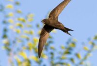 1764198271937-common-swift-apus-apus-atau-kapinis-1764067147662_169