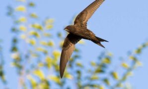 1764198271937-common-swift-apus-apus-atau-kapinis-1764067147662_169
