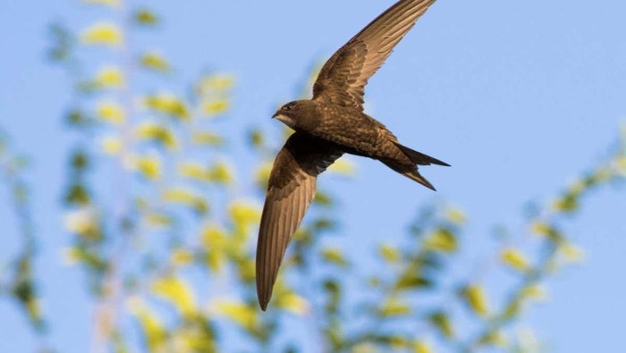 1764198271937-common-swift-apus-apus-atau-kapinis-1764067147662_169