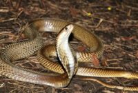 1764219938723-ilustrasi-ular-kobra_169