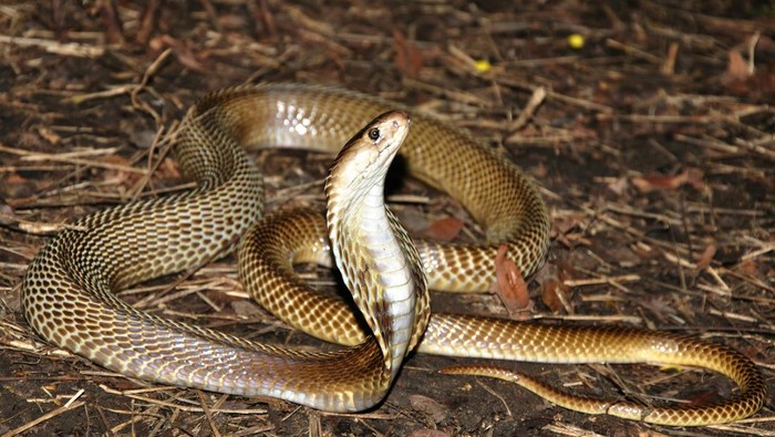 1764219938723-ilustrasi-ular-kobra_169