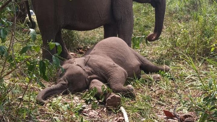 1764219950612-anak-gajah-di-tesso-nilo-bernama-tari-ditemukan-mati-pada-rabu-1092025-pagi-1757506295752_169