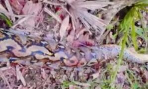 1764219959607-penampakan-ular-piton-7-meter-yang-lilit-petani-hingga-tewas-di-buton-selatan-1764040099667_43