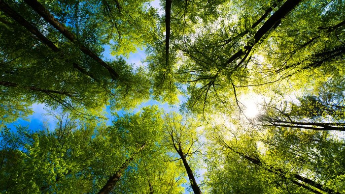 1764284670579-hari-menanam-pohon-indonesia-ini-sejarah-peringatan-28-november_169