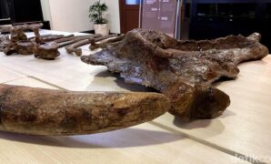 1764306324152-penampakan-fosil-gajah-purba-yang-ditemukan-di-nganjuk-1764228197569_169