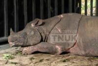 1764392726788-badak-jawa-di-paddock-jrsca-kawasan-tnuk-1764252702275_169