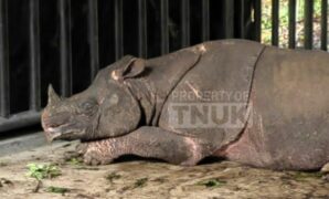 1764392726788-badak-jawa-di-paddock-jrsca-kawasan-tnuk-1764252702275_169