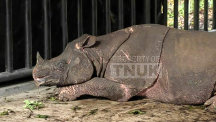 1764392726788-badak-jawa-di-paddock-jrsca-kawasan-tnuk-1764252702275_169