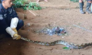 1764414327787-petugas-petugasnya-damkar-kuningan-saat-mengevakuasi-ular-sanca-yang-duduga-melahap-ayam-1764388069636_169