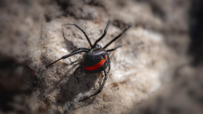 1764522336344-hewan-dari-huruf-r-dalam-bahasa-inggris-redback-spider_169