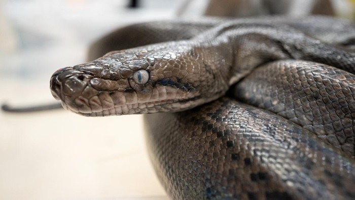 1764565570990-ilustrasi-ular-piton-1_169