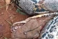 1764587148393-ular-piton-1764496415039_169